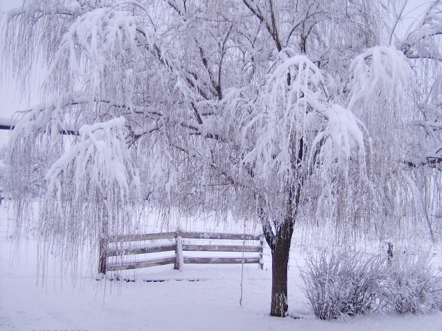 Snowy tree fence background snow free wallpaper for desktop - medium preview image