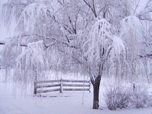 Snowy bare tree fence cherry free wallpaper for desktop - medium preview image