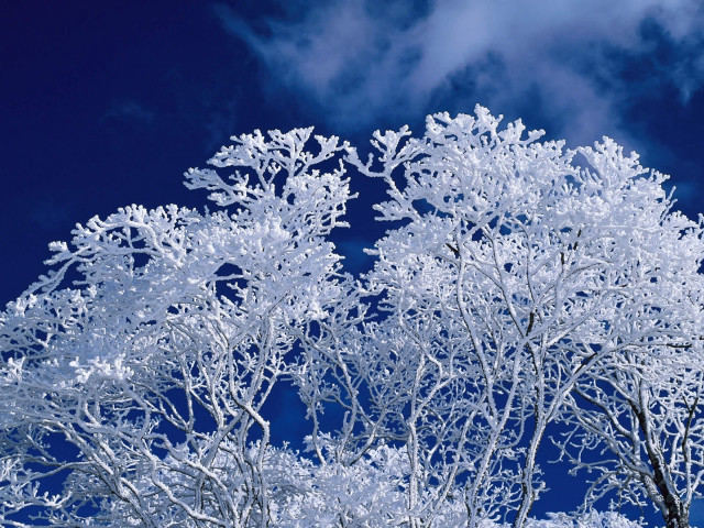 Snowy trees blue sky clouds #3 free wallpaper for desktop - medium preview image