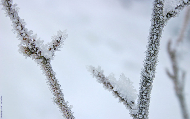 Tree branch snow sky closeup free wallpaper for desktop - medium preview image