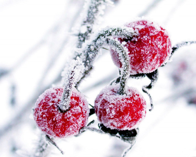 Red apples snow branch leaves #2 free wallpaper for desktop - medium preview image