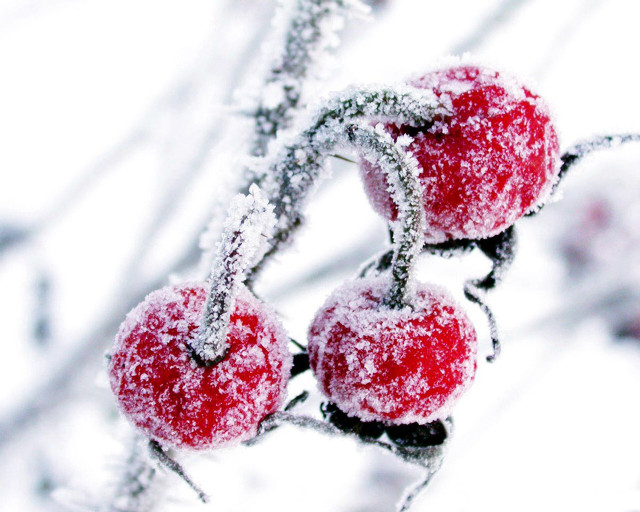 Red fruit tree branch snow free wallpaper for desktop - medium preview image