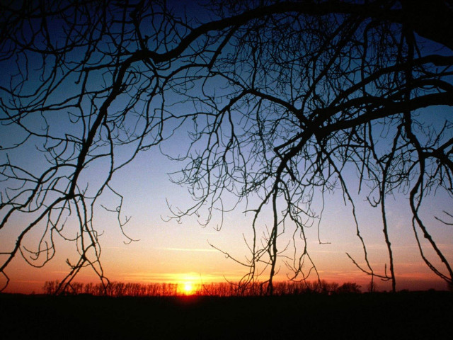 Sunset through branches tree field free wallpaper for desktop - medium preview image