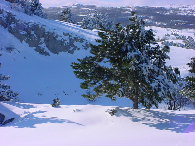 Skiing snowy hill tree mountain free wallpaper for desktop - medium preview image