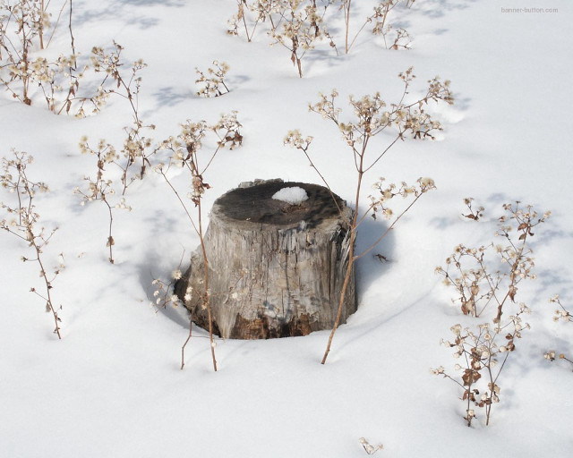 Tree stump snow hole branches free wallpaper for desktop - medium preview image