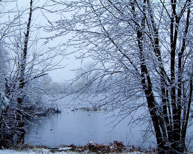 Lake snow trees birds water free wallpaper for desktop - medium preview image