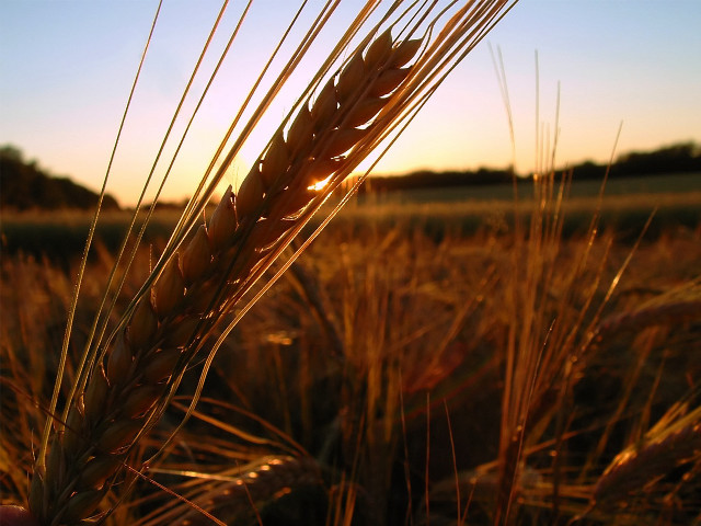 Wheat field sunset person holding #3 free wallpaper for desktop - medium preview image