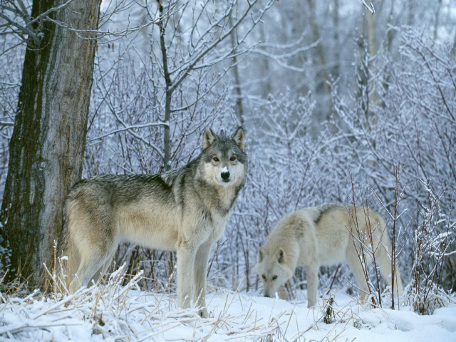 Two wolves snow tree woods #3 free wallpaper for desktop - medium preview image