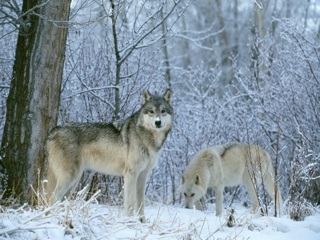 Two wolves snow tree woods #4 free wallpaper for desktop - medium preview image