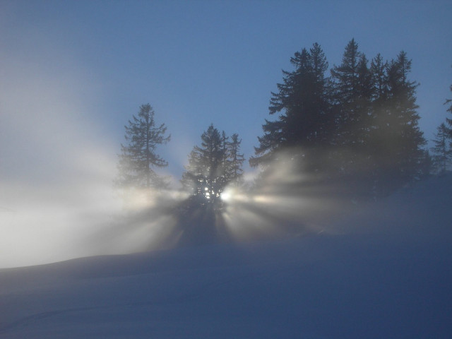 Foggy night light trees snow free wallpaper for desktop - medium preview image