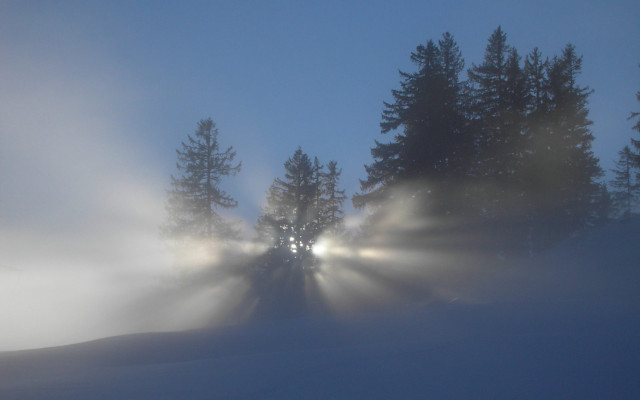 Foggy night light trees snow #8 free wallpaper for desktop - medium preview image