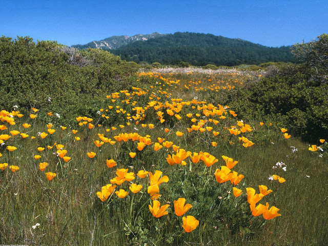 Yellow flowers mountains field scenery free wallpaper for desktop - medium preview image