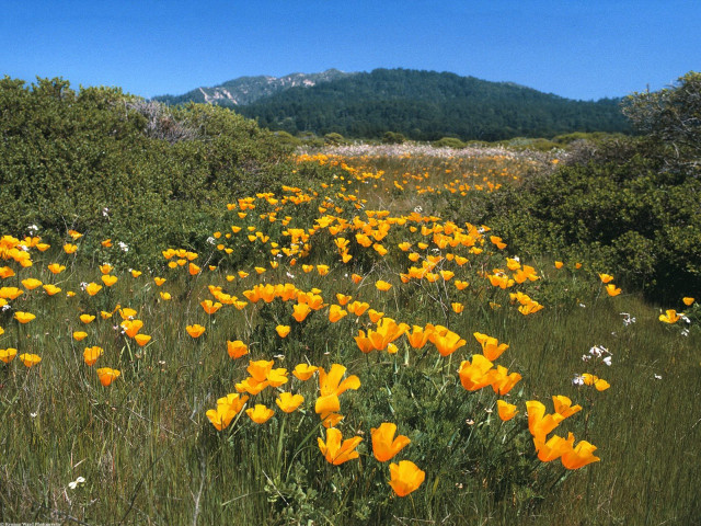 Yellow flowers field mountains background #2 free wallpaper for desktop - medium preview image