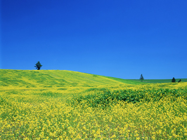 Yellow flowers tree hill blue free wallpaper for desktop - medium preview image