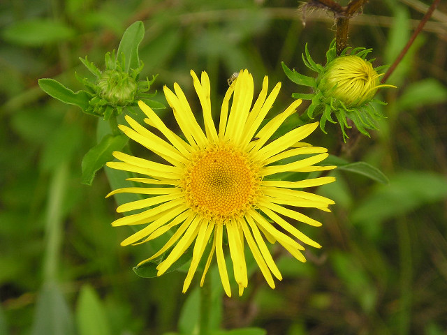 Yellow flower bug macro blurry free wallpaper for desktop - medium preview image