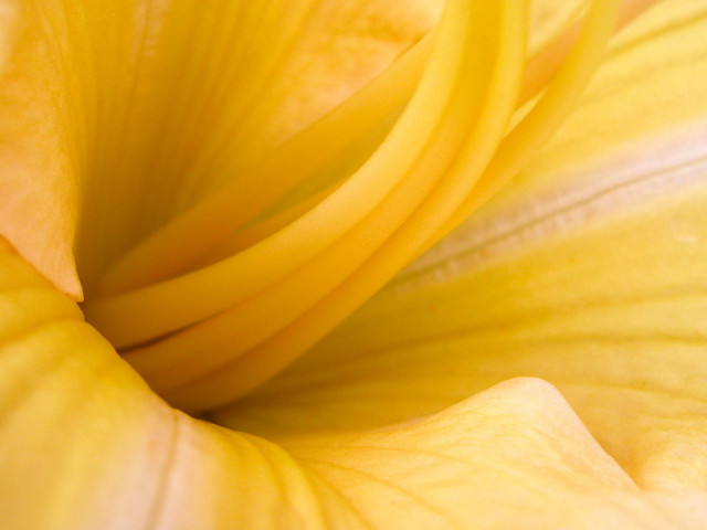 Yellow flower white center black #2 free wallpaper for desktop - medium preview image