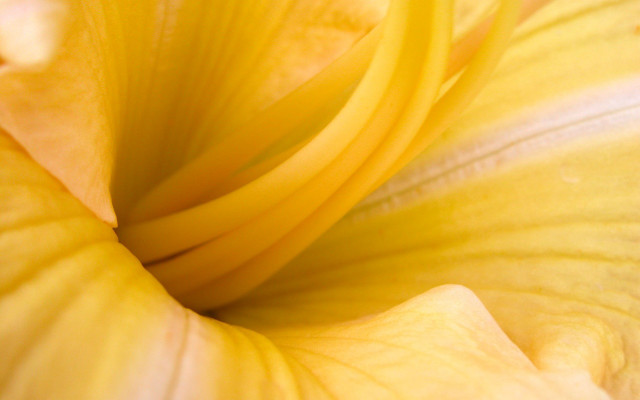 Yellow flower white center black #4 free wallpaper for desktop - medium preview image