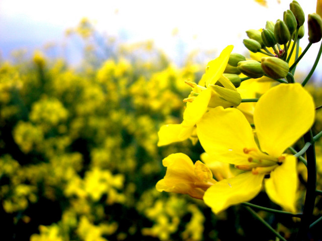 Yellow flowers field bokeh macro free wallpaper for desktop - medium preview image