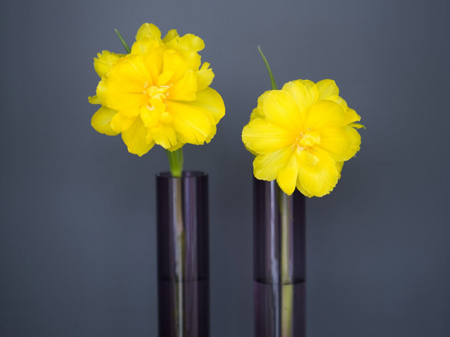 Two vases yellow flowers table #3 free wallpaper for desktop - medium preview image