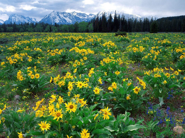 Wildflowers field mountains background distance free wallpaper for desktop - medium preview image