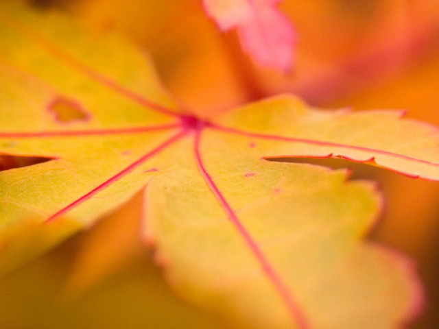 Leaf closeup yellow background red free wallpaper for desktop - medium preview image