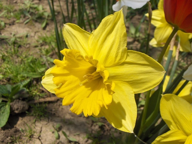 Yellow flower closeup background dirt free wallpaper for desktop - medium preview image