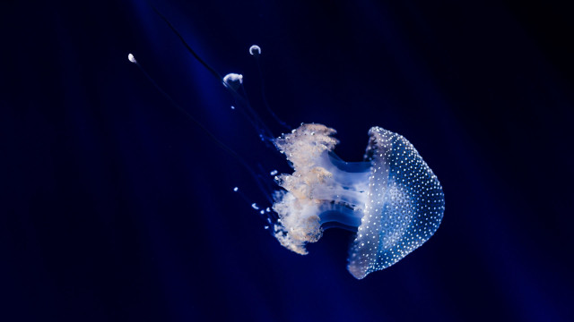 Jellyfish swimming bubbles water head free wallpaper for desktop - medium preview image