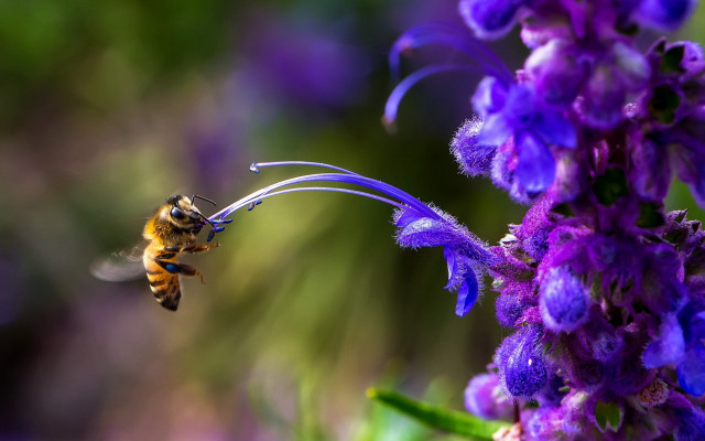 Bee flying purple flower blurry free wallpaper for desktop - medium preview image