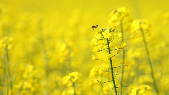 Bee yellow flower field sunset free wallpaper for desktop - medium preview image