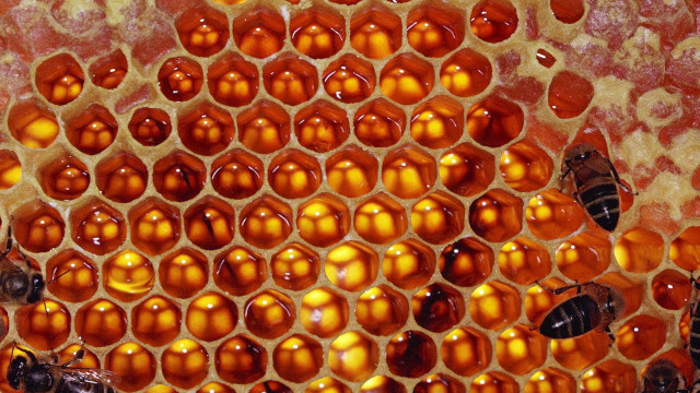 Honeycomb closeup bees inside bee #4 free wallpaper for desktop - medium preview image
