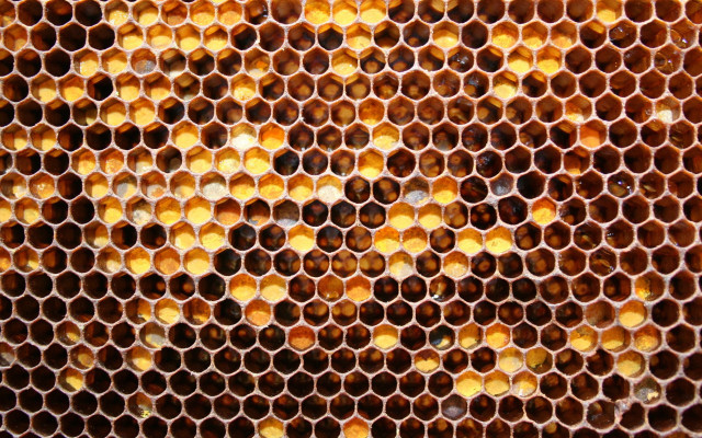 Close up honeycomb honey combs free wallpaper for desktop - medium preview image