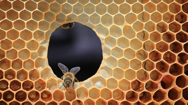 Bee honeycomb hole filled with free wallpaper for desktop - medium preview image