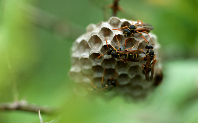 Bees gathered honeycomb tree branch free wallpaper for desktop - medium preview image