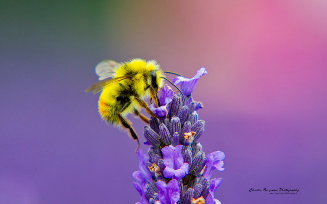 Bee flying purple flower blurry #2 free wallpaper for desktop - medium preview image