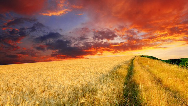 Wheat field cloudy sky path free wallpaper for desktop - medium preview image