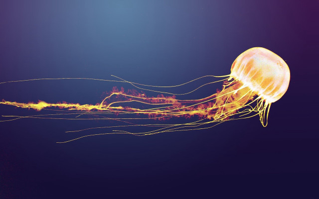 Jellyfish swimming purple background yellow free wallpaper for desktop - medium preview image