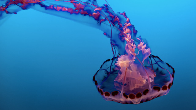 Jellyfish swimming water head surface free wallpaper for desktop - medium preview image
