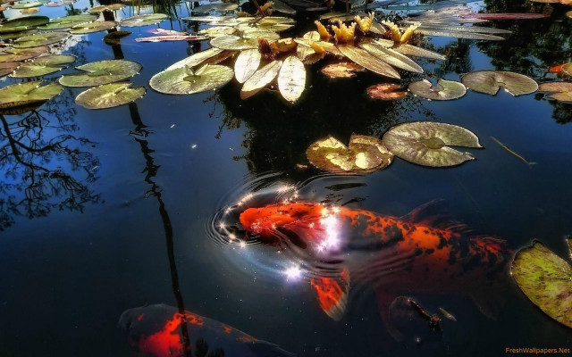 Pond water lilies koi magic free wallpaper for desktop - medium preview image