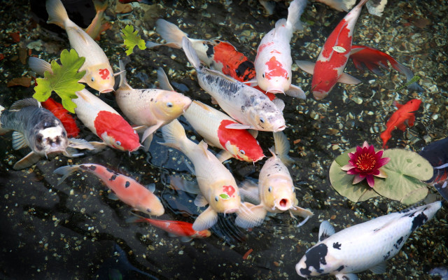 Fish swimming pond flower red free wallpaper for desktop - medium preview image