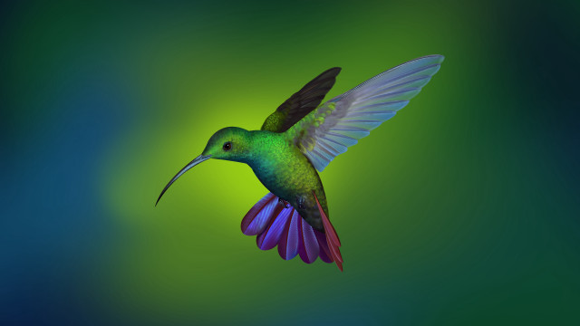 Colorful bird flying wings spread #3 free wallpaper for desktop - medium preview image