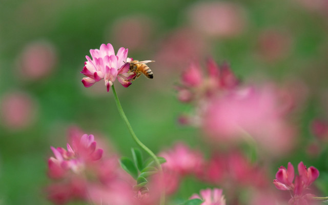 Bee pink flower field green free wallpaper for desktop - medium preview image