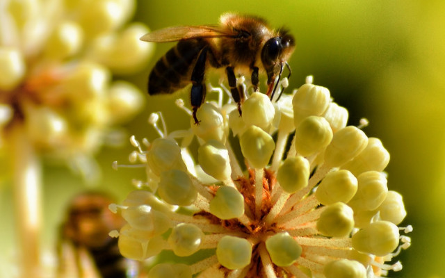 Bee flower blurry yellow green free wallpaper for desktop - medium preview image