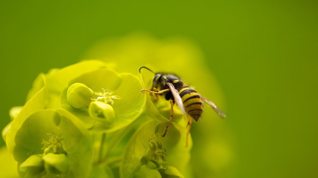 Bee flower green background macro free wallpaper for desktop - medium preview image