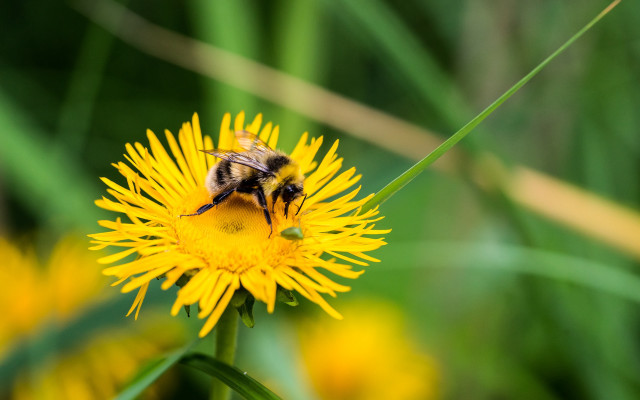 Bee yellow flower grass looking free wallpaper for desktop - medium preview image