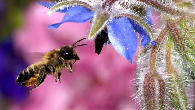 Bee flying flower blue pink free wallpaper for desktop - medium preview image