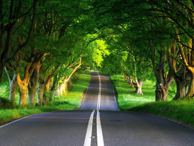 Road trees lining both sides #2 free wallpaper for desktop - medium preview image