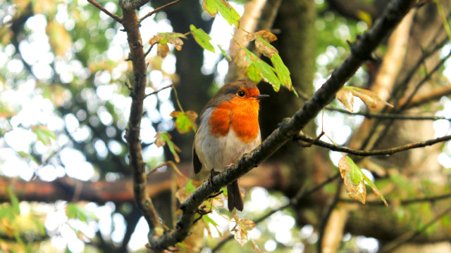 Small bird perched tree branch #2 free wallpaper for desktop - medium preview image