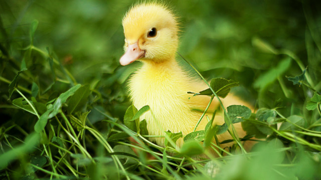 Small yellow duckling grass tongue free wallpaper for desktop - medium preview image