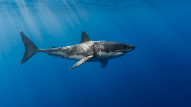 Great white shark swimming ocean #5 free wallpaper for desktop - medium preview image