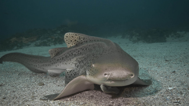 Large fish spotted head ocean free wallpaper for desktop - medium preview image